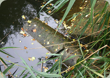 Water Vole droppings